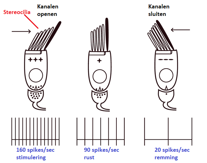 beweging stereocilia